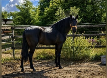 PRE, Stallion, 4 years, 16 hh, Bay-Dark