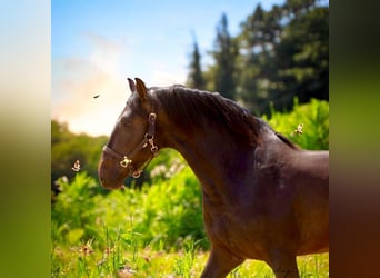 PRE, Stallion, 4 years, 16 hh, Bay-Dark