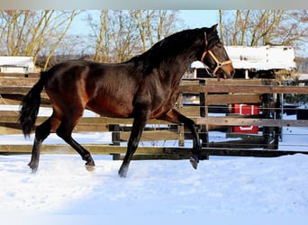 PRE, Stallion, 4 years, 16 hh, Bay-Dark