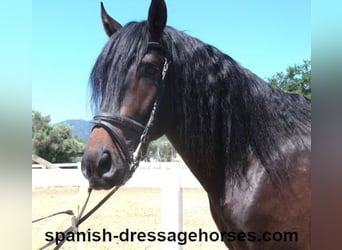 PRE Mix, Stallion, 4 years, 16 hh, Bay-Dark