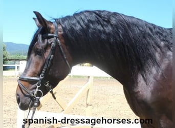 PRE Mix, Stallion, 4 years, 16 hh, Bay-Dark