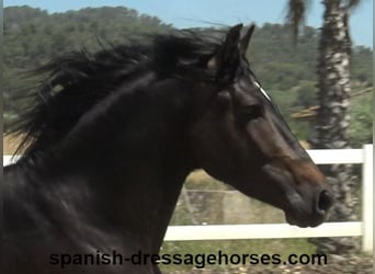 PRE Mix, Stallion, 4 years, 16 hh, Bay-Dark
