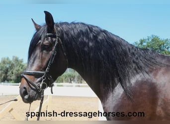 PRE Mix, Stallion, 4 years, 16 hh, Bay-Dark