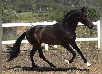 PRE Mix, Stallion, 4 years, 16 hh, Bay-Dark
