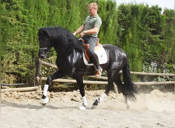 PRE Mix, Stallion, 4 years, 16 hh, Bay-Dark