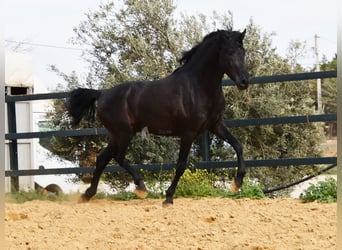 PRE, Stallion, 4 years, 16 hh, Black