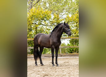 PRE, Stallion, 4 years, 16 hh, Black