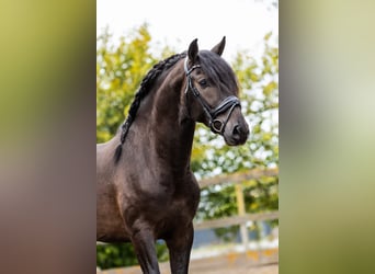 PRE, Stallion, 4 years, 16 hh, Black