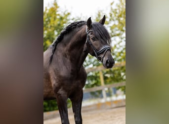 PRE, Stallion, 4 years, 16 hh, Black