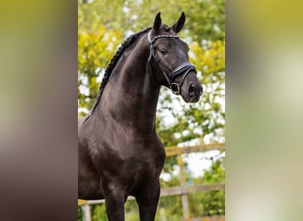 PRE Mix, Stallion, 4 years, 16 hh, Black