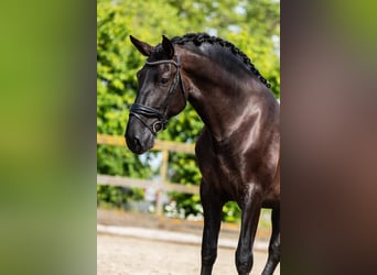 PRE Mix, Stallion, 4 years, 16 hh, Black