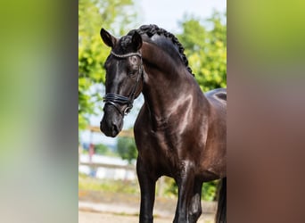 PRE Mix, Stallion, 4 years, 16 hh, Black