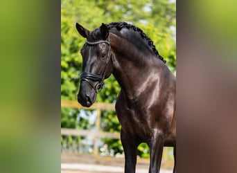 PRE Mix, Stallion, 4 years, 16 hh, Black