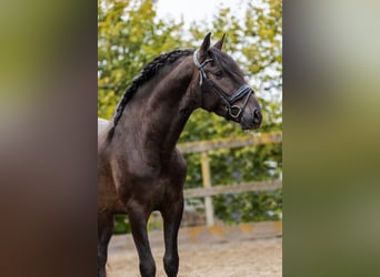 PRE, Stallion, 4 years, 16 hh, Black