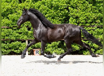 PRE Mix, Stallion, 4 years, 16 hh, Black