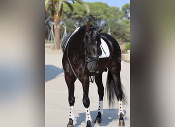 PRE Mix, Stallion, 4 years, 16 hh, Black