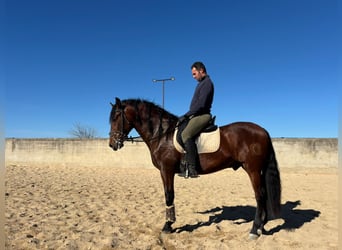 PRE, Stallion, 4 years, 16 hh, Brown