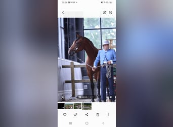 PRE, Stallion, 4 years, 16 hh, Brown