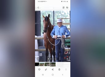 PRE, Stallion, 4 years, 16 hh, Brown