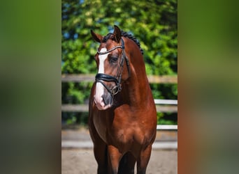 PRE Mix, Stallion, 4 years, 16 hh, Brown