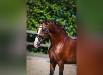 PRE Mix, Stallion, 4 years, 16 hh, Brown