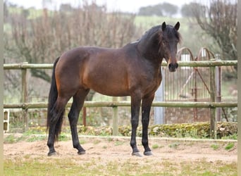 PRE Mix, Stallion, 4 years, 16 hh, Brown