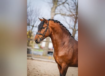 PRE, Stallion, 4 years, 16 hh, Brown