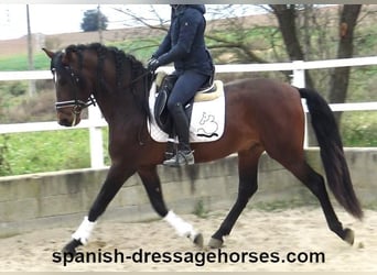 PRE Mix, Stallion, 4 years, 16 hh, Brown