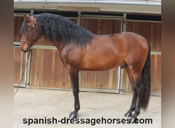 PRE Mix, Stallion, 4 years, 16 hh, Brown