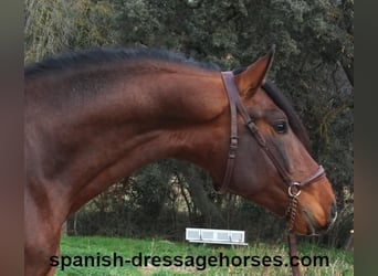 PRE Mix, Stallion, 4 years, 16 hh, Brown