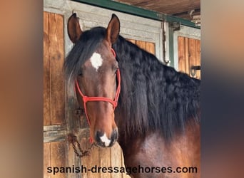 PRE Mix, Stallion, 4 years, 16 hh, Brown