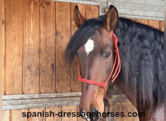 PRE Mix, Stallion, 4 years, 16 hh, Brown