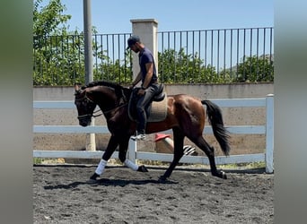PRE Mix, Stallion, 4 years, 16 hh, Brown