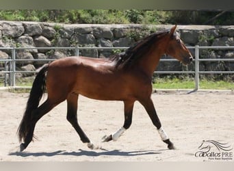 PRE, Stallion, 4 years, 16 hh, Brown