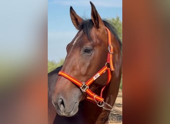 PRE Mix, Stallion, 4 years, 16 hh, Brown