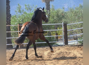 PRE, Stallion, 4 years, 16 hh, Brown