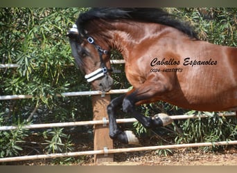 PRE, Stallion, 4 years, 16 hh, Brown