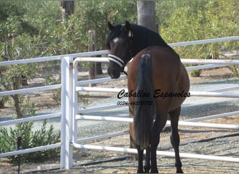 PRE, Stallion, 4 years, 16 hh, Brown