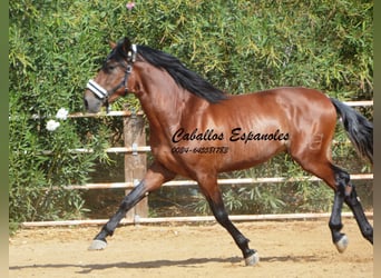 PRE, Stallion, 4 years, 16 hh, Brown