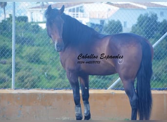 PRE, Stallion, 4 years, 16 hh, Brown