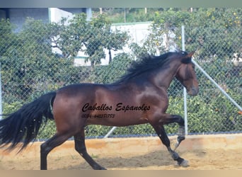 PRE, Stallion, 4 years, 16 hh, Brown