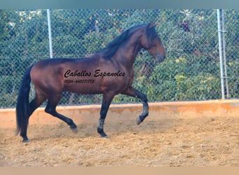 PRE, Stallion, 4 years, 16 hh, Brown