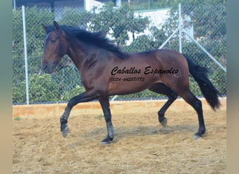 PRE, Stallion, 4 years, 16 hh, Brown