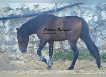 PRE, Stallion, 4 years, 16 hh, Brown