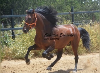 PRE Mix, Stallion, 4 years, 16 hh, Brown