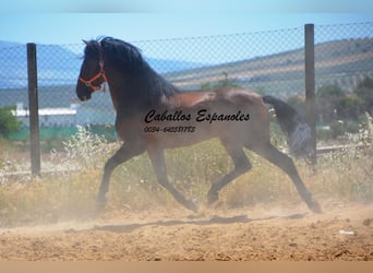 PRE Mix, Stallion, 4 years, 16 hh, Brown