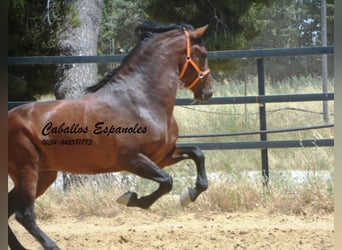 PRE Mix, Stallion, 4 years, 16 hh, Brown