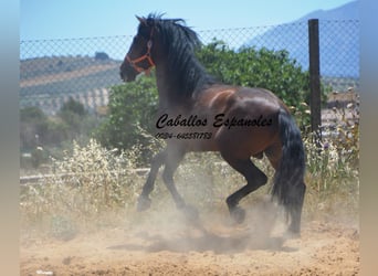 PRE Mix, Stallion, 4 years, 16 hh, Brown