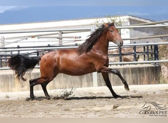 PRE, Stallion, 4 years, 16 hh, Brown