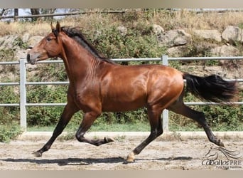PRE, Stallion, 4 years, 16 hh, Brown